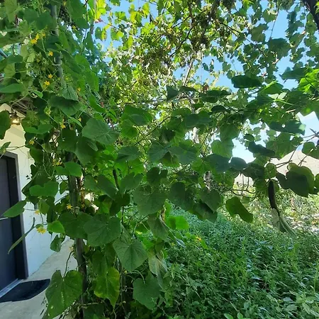 G&d * Σαράντα